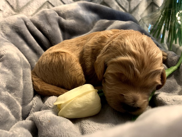 Hazel-2wks-9