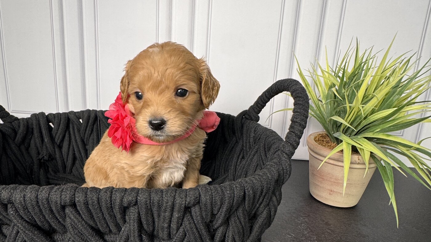 Daisy - 5 weeks