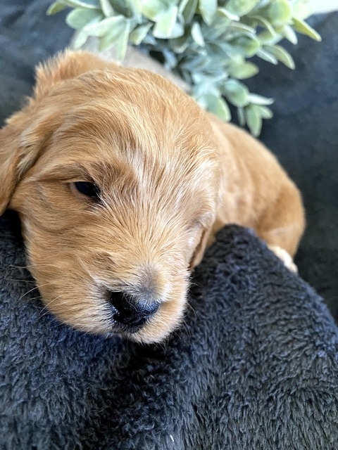 Hazel-3wks