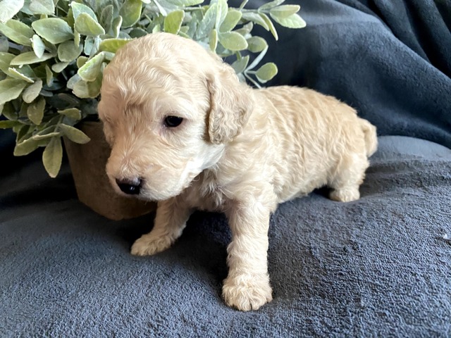 Hudson-3wks-7