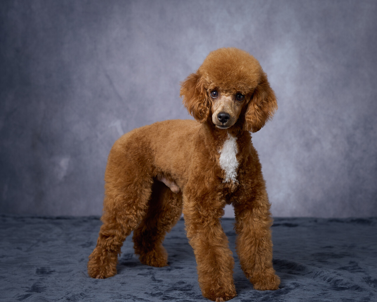 Crestview Ridge Knox (Knox (8 lbs) AKC:  PR29667201)