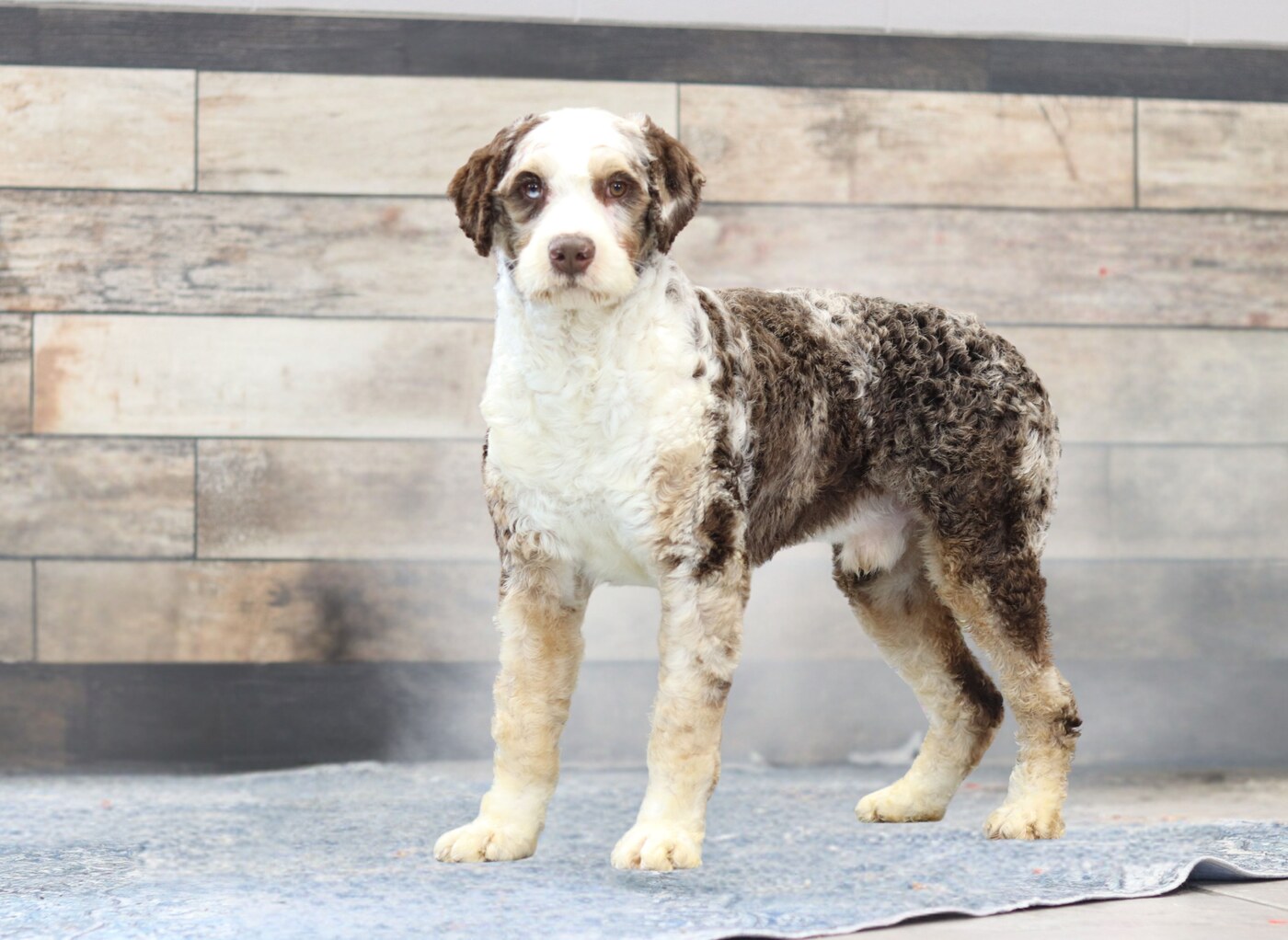 Clifford (Clifford (43 lbs) Multi Gen Bernedoodle)