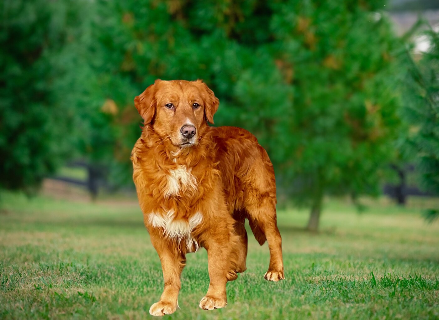 Leo Harvey (Leo (60 lbs) AKC:  SS41505401)