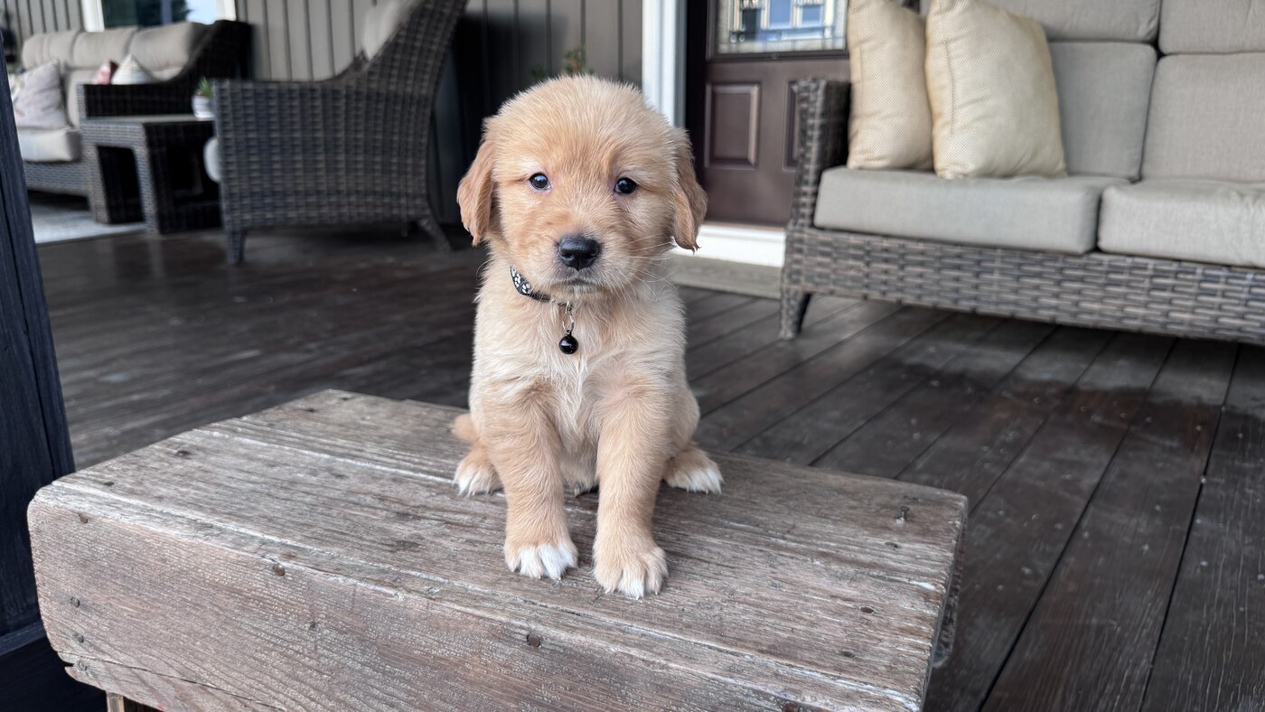 Simba - 5 wks