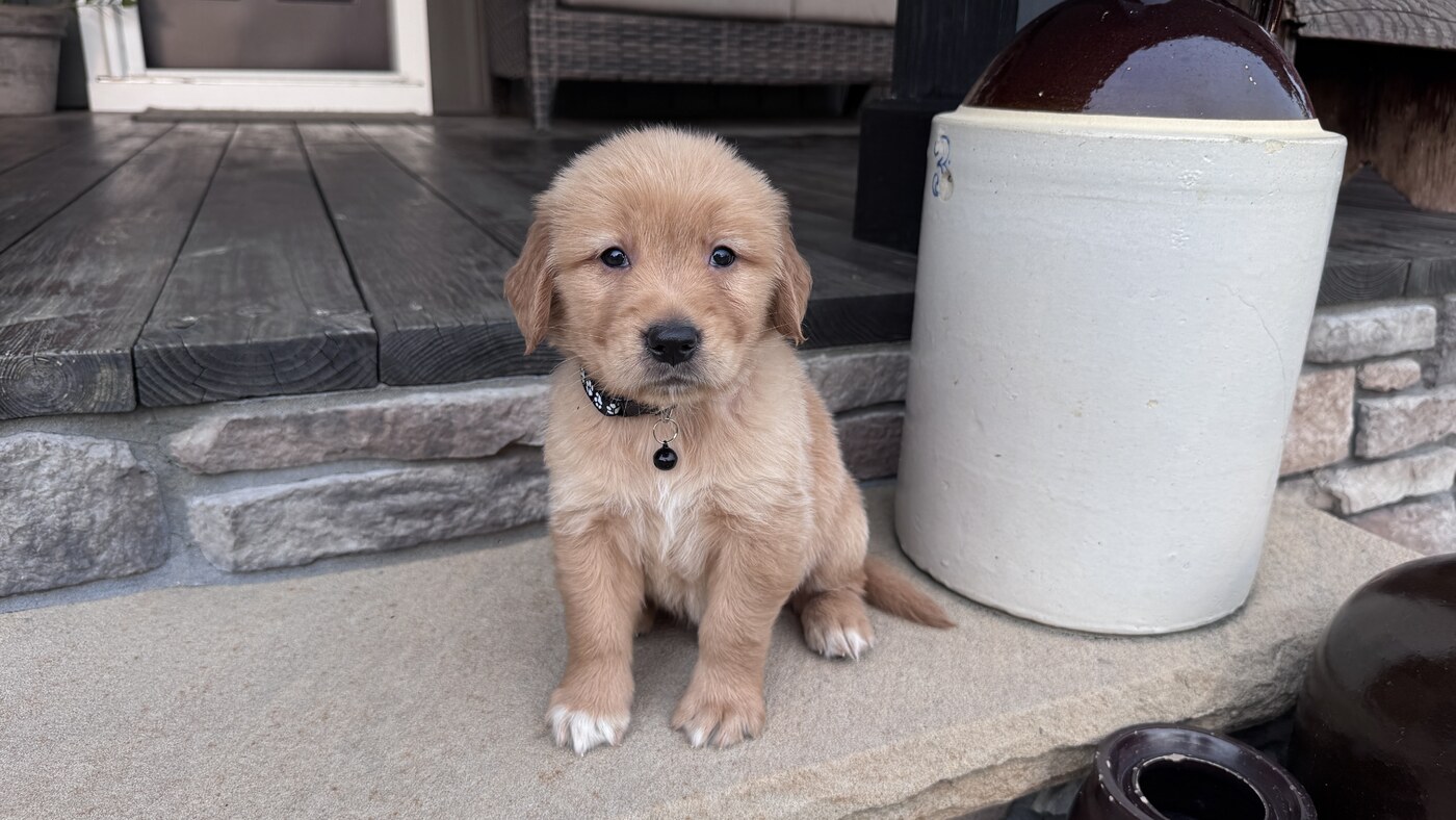 Simba - 5 wks