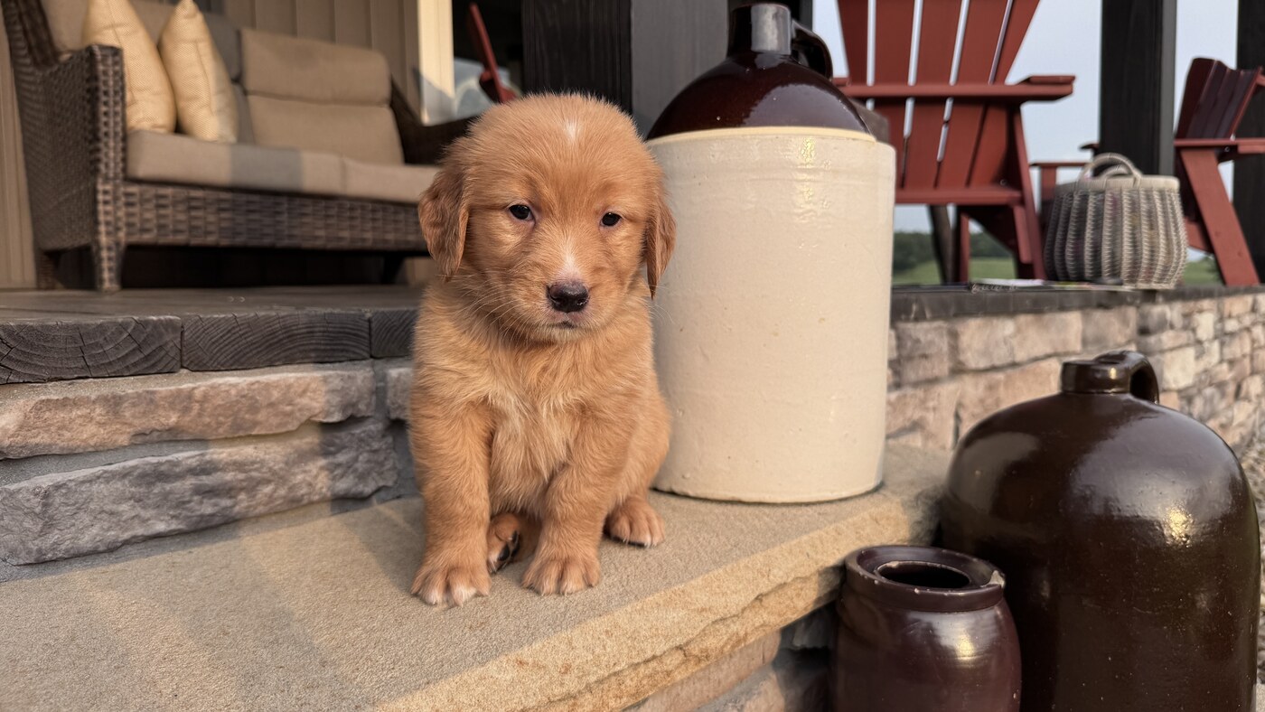 Charlie - 5 weeks 