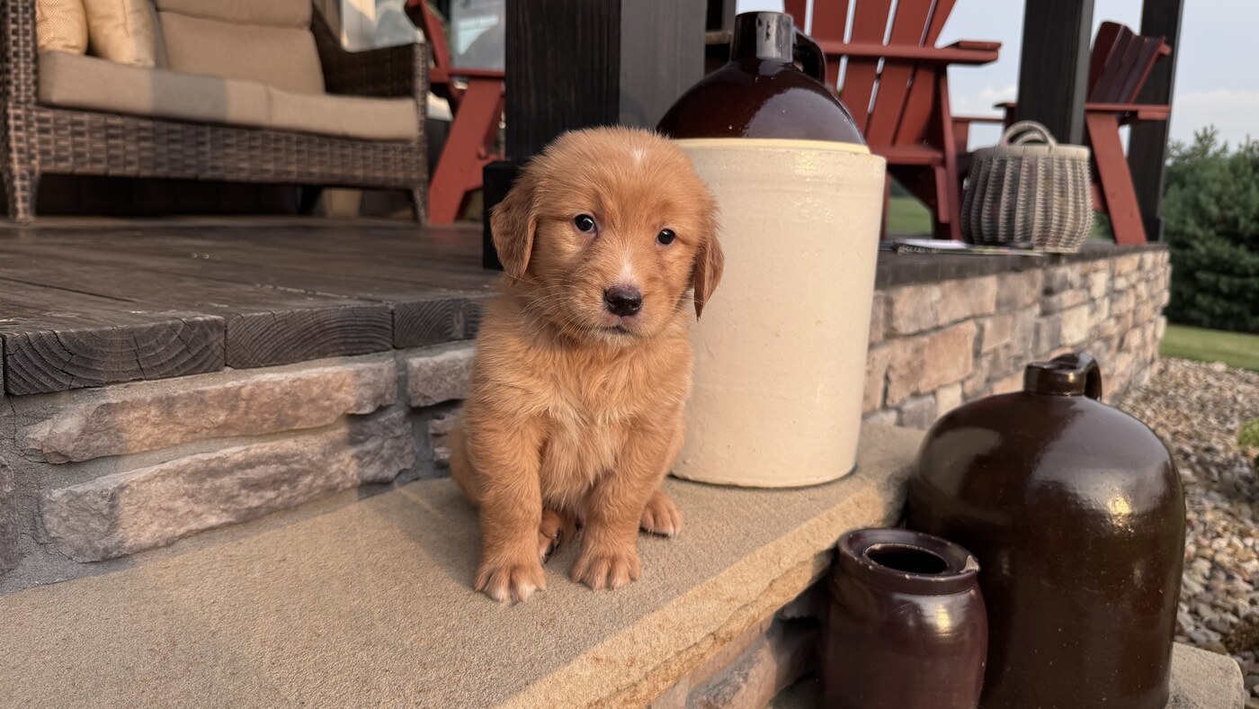 Charlie - 5 weeks 