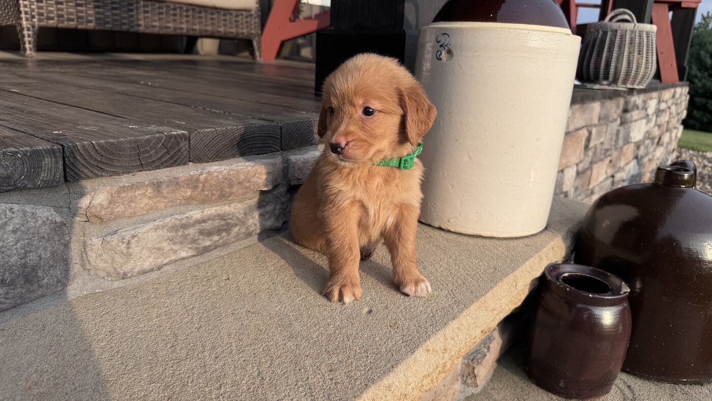 Milo - 5 weeks