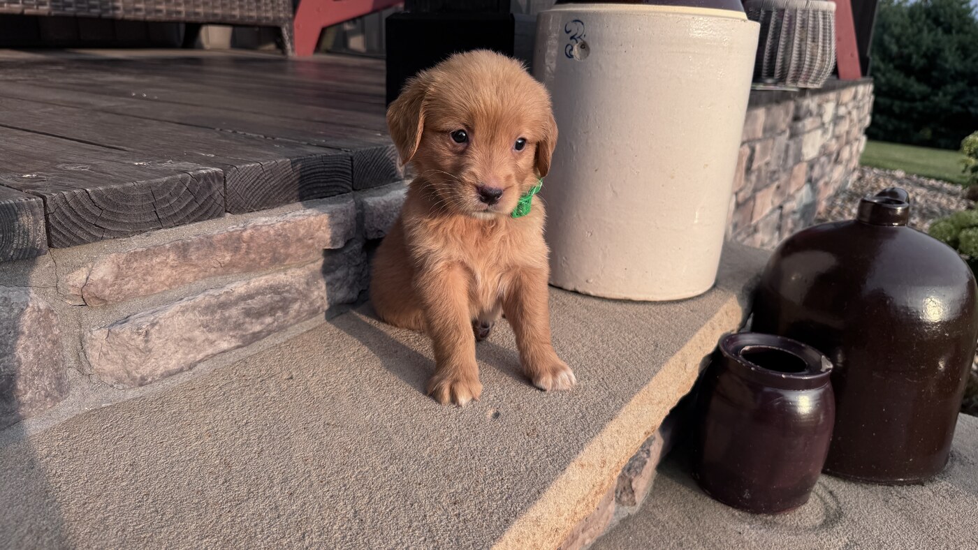 Milo - 5 weeks