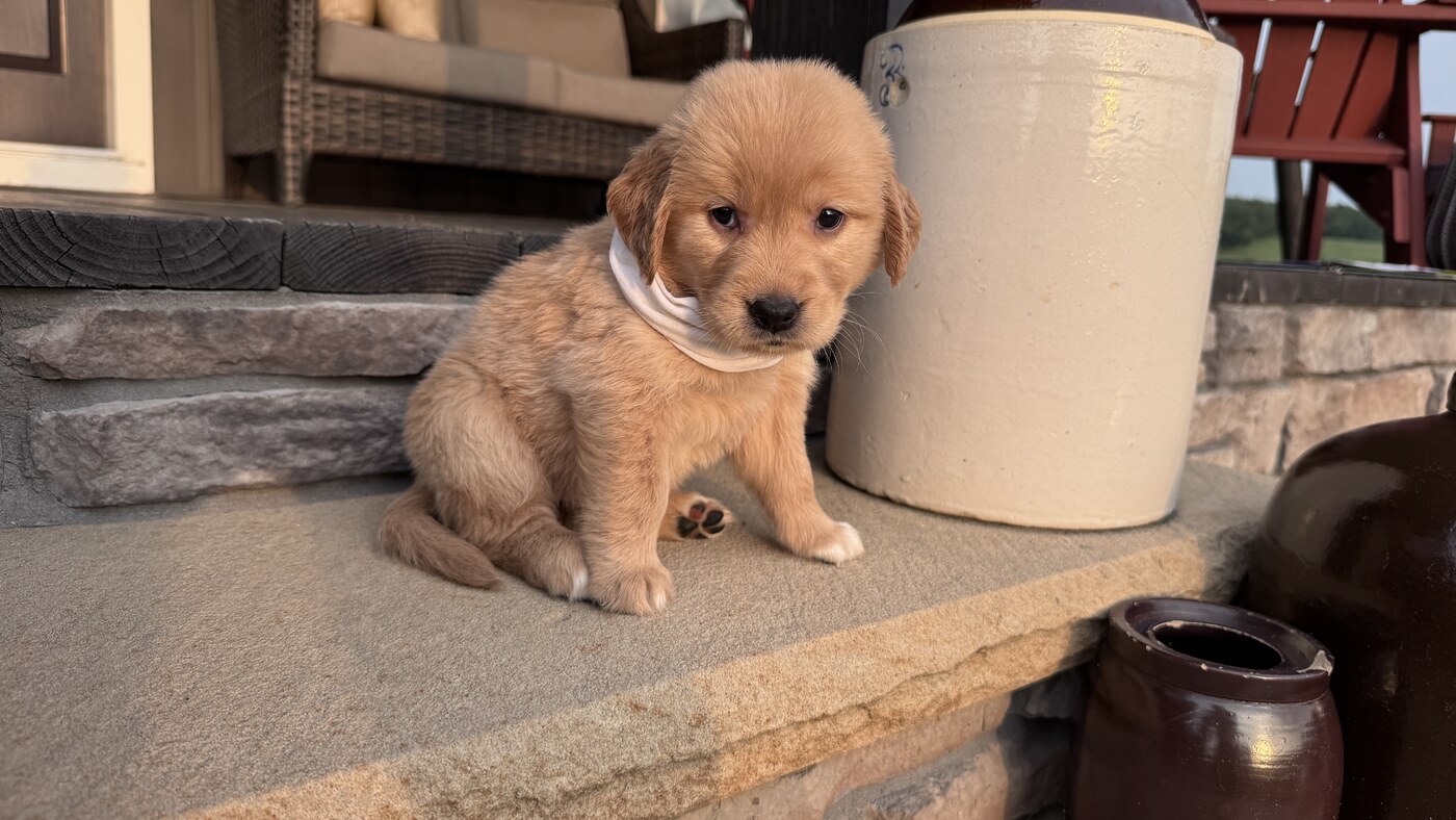 Luna - 5 weeks 