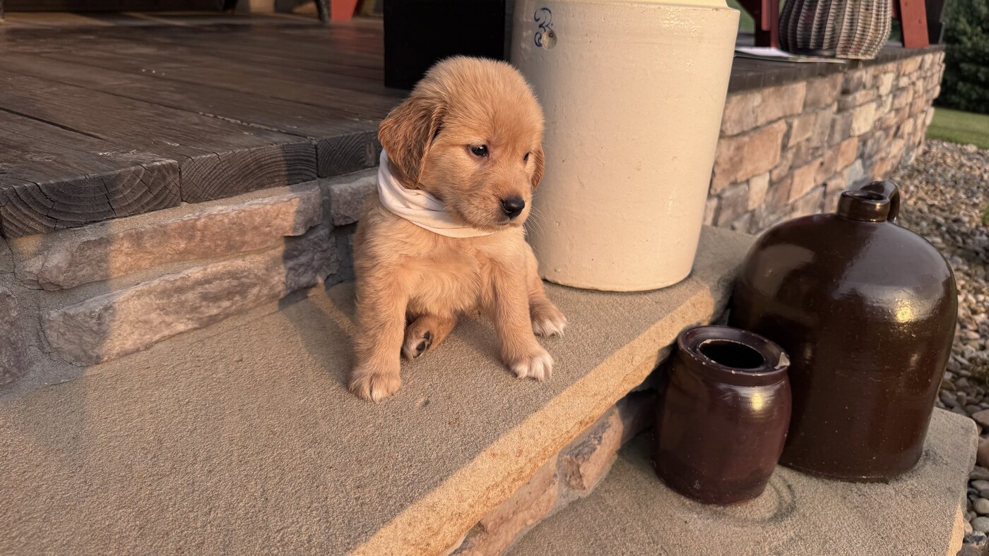 Luna - 5 weeks 