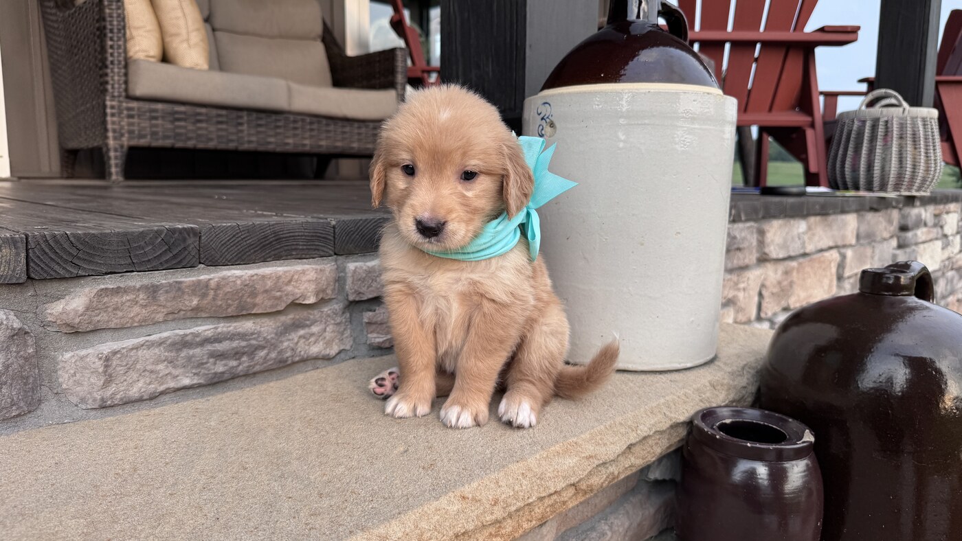 Sadie - 5 weeks 