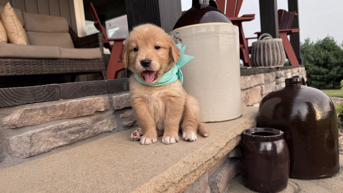 Sadie - 5 weeks 