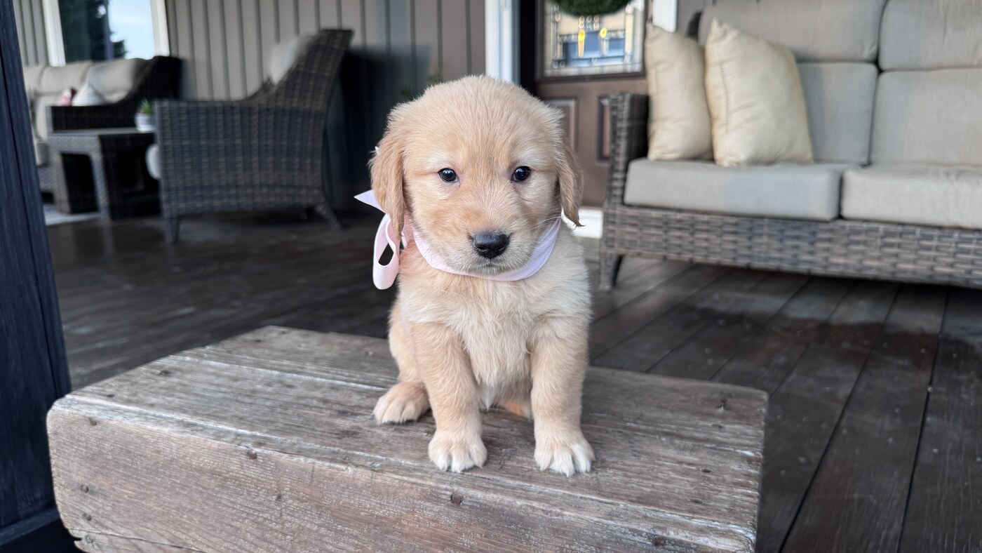 Penny - 5 weeks 