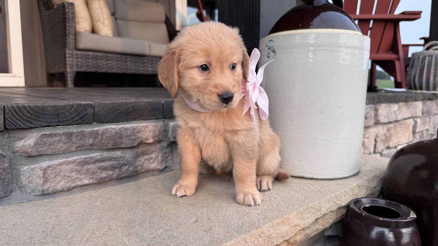 Penny - 5 weeks 