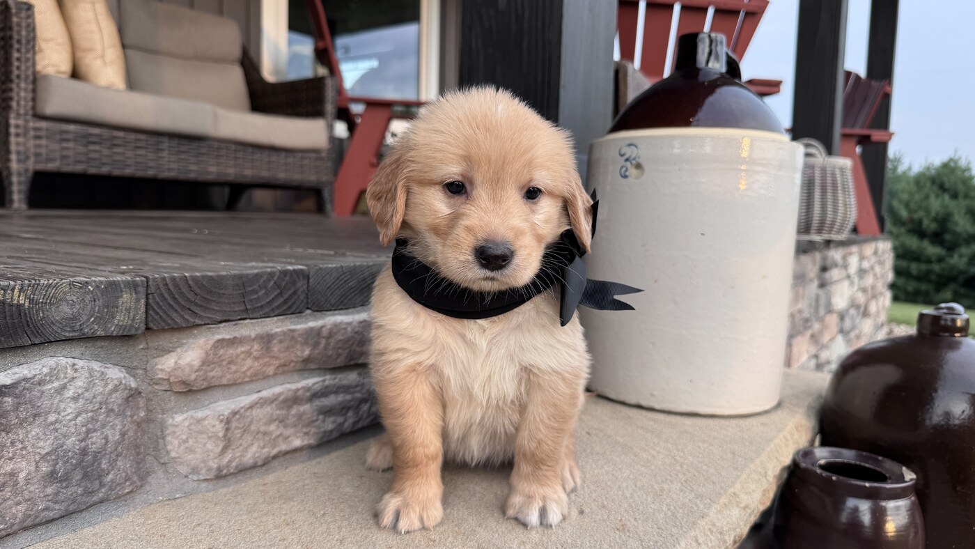 Bella - 5 weeks