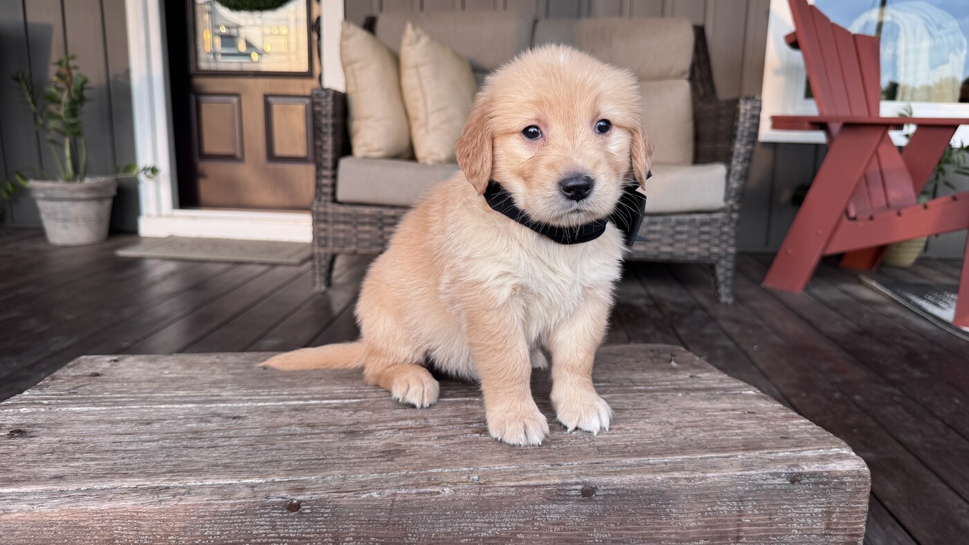 Bella - 5 weeks