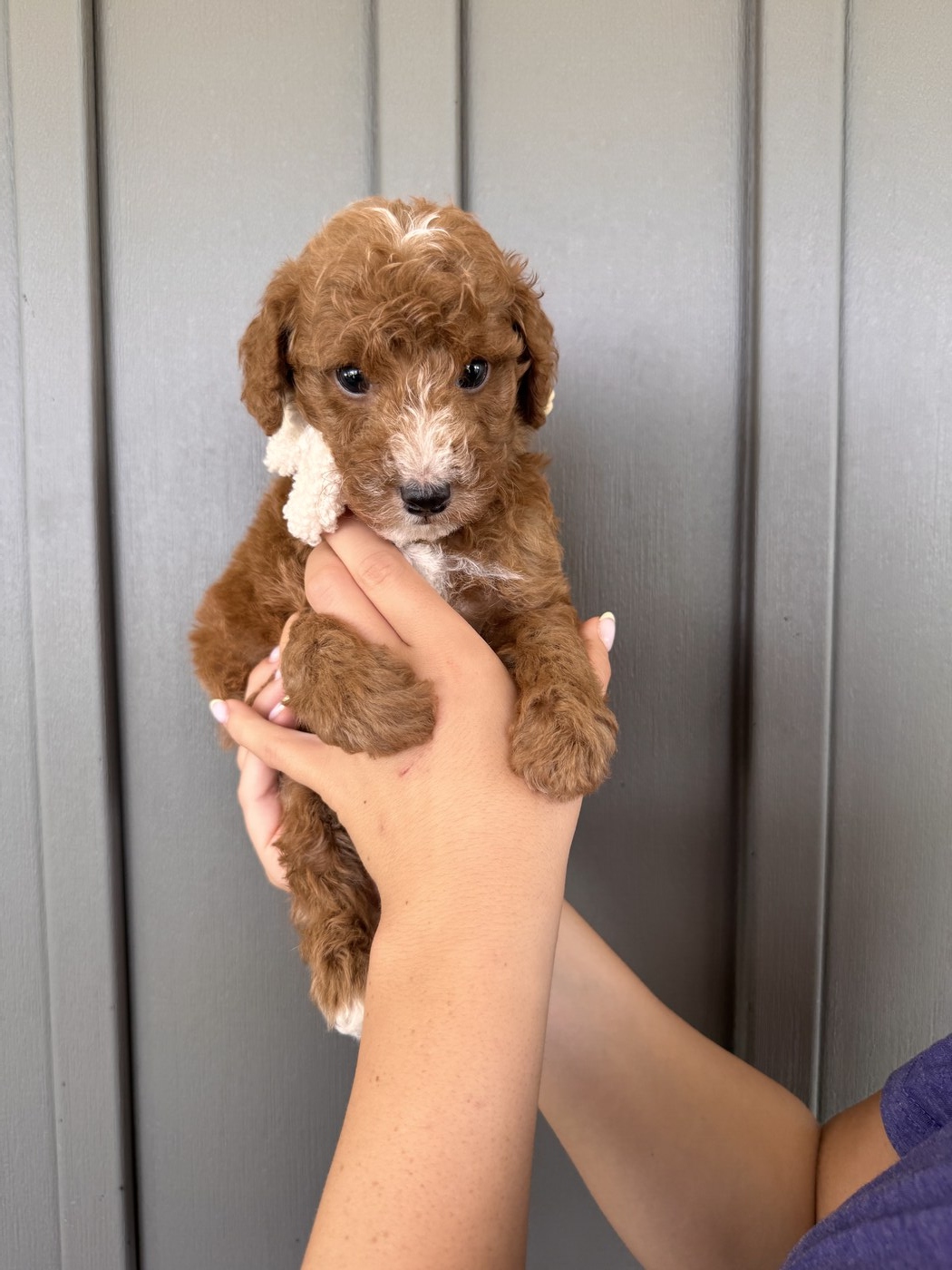 Jax - 6 weeks 