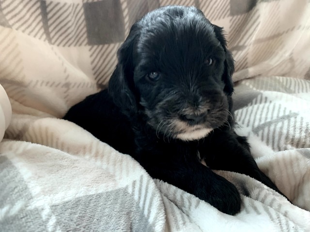 Bella-3wks