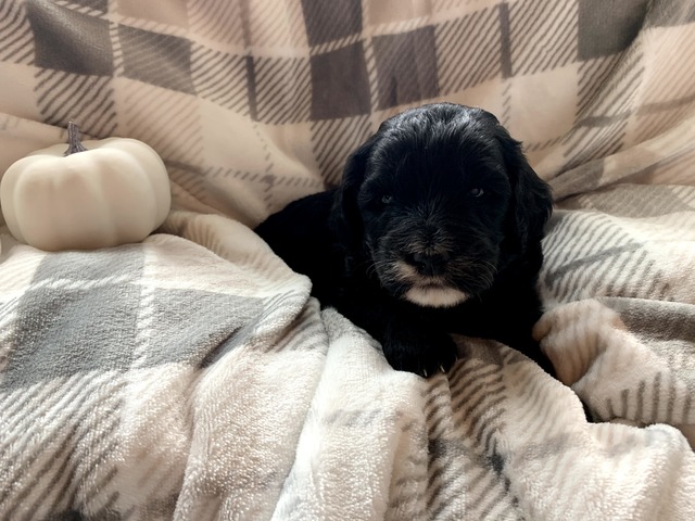 Bella-3wks-1