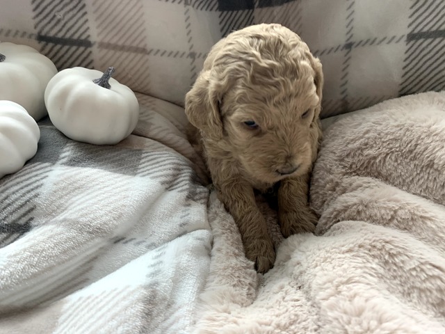 PIper-3wks-1