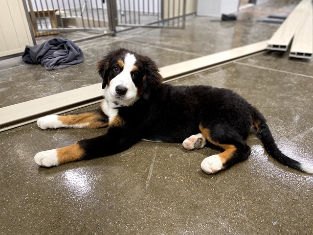 Cleo - Bernese Mountain Dog