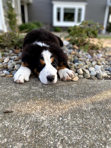 Cleo - Bernese Mountain Dog