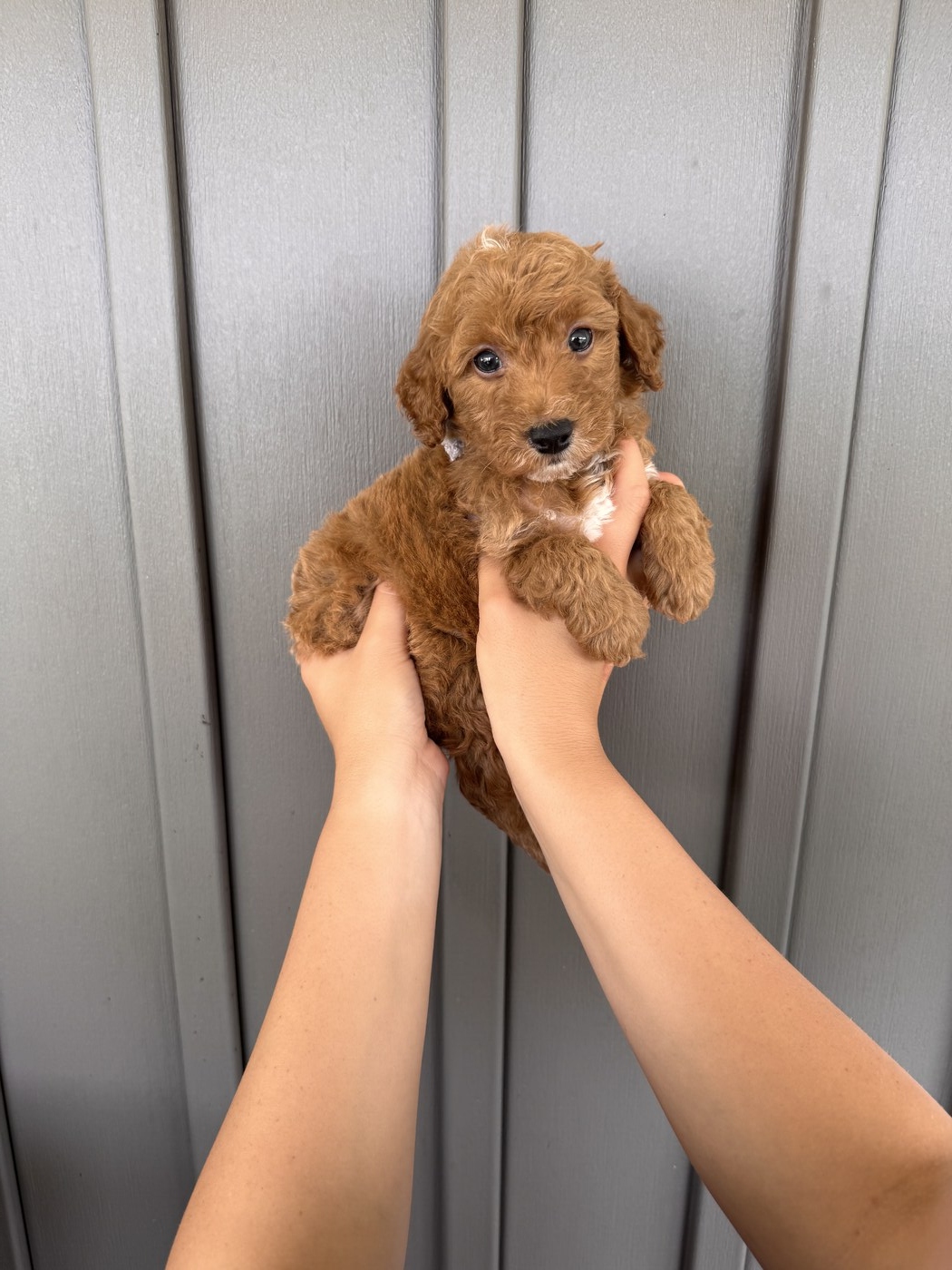 Becks - 6 weeks 