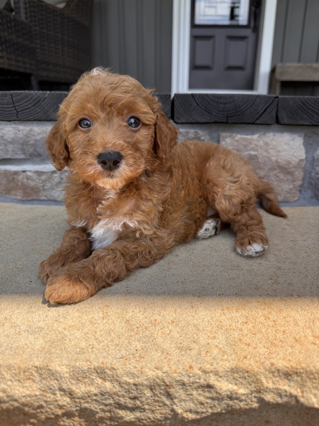 Becks - 6 weeks 