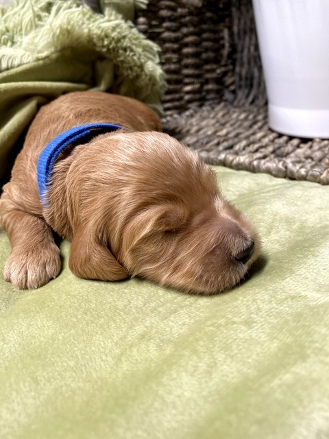 Asher - 11 Days old (royal blue collar)