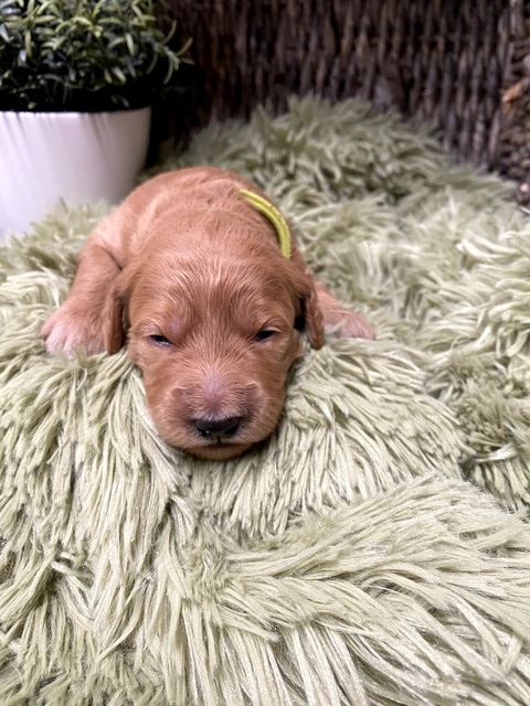 Cooper - 11 Days Old (Lime Green Collar)