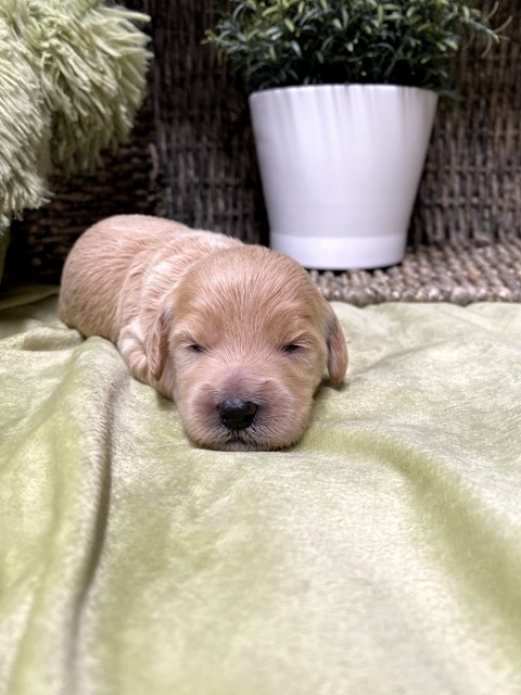 Nora - 11 Days old (no collar)