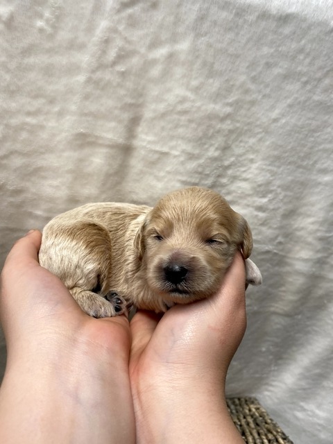 Nora - 11 Days old (no collar)