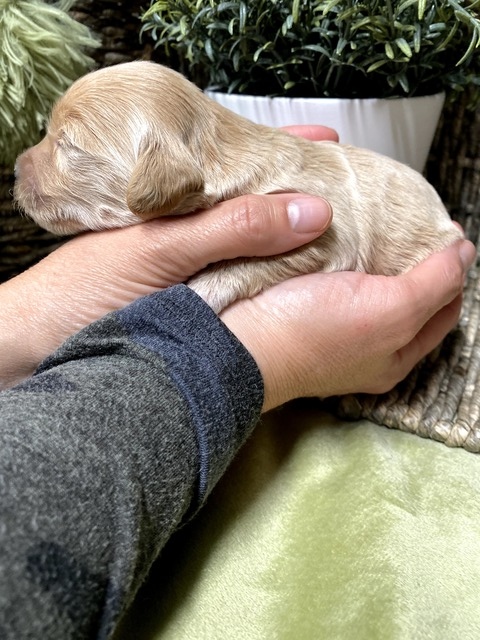 Nora - 11 Days old (no collar)