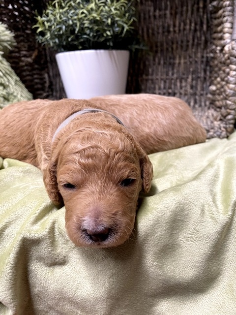 Bree - 11 Days old (gray collar)