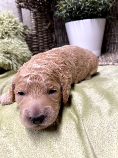 Skye- 11 Days old (hot pink)