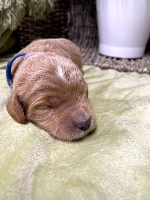 Ace- 9 Days old (royal blue)