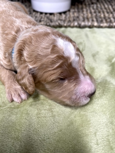 Scout- 9 Days old (light blue)