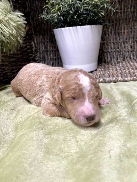 Scout- 9 Days old (light blue)