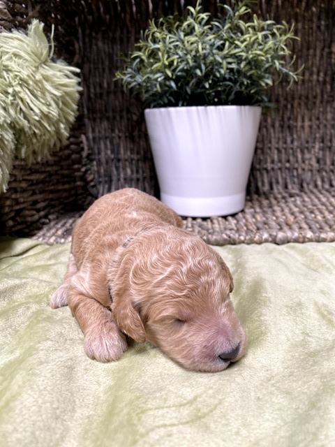 Brady- 9 Days old (black)