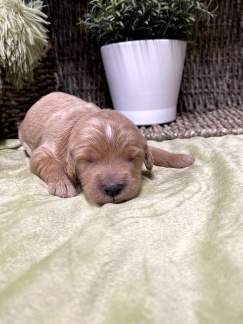 Layla - 9 Days old (hot pink)