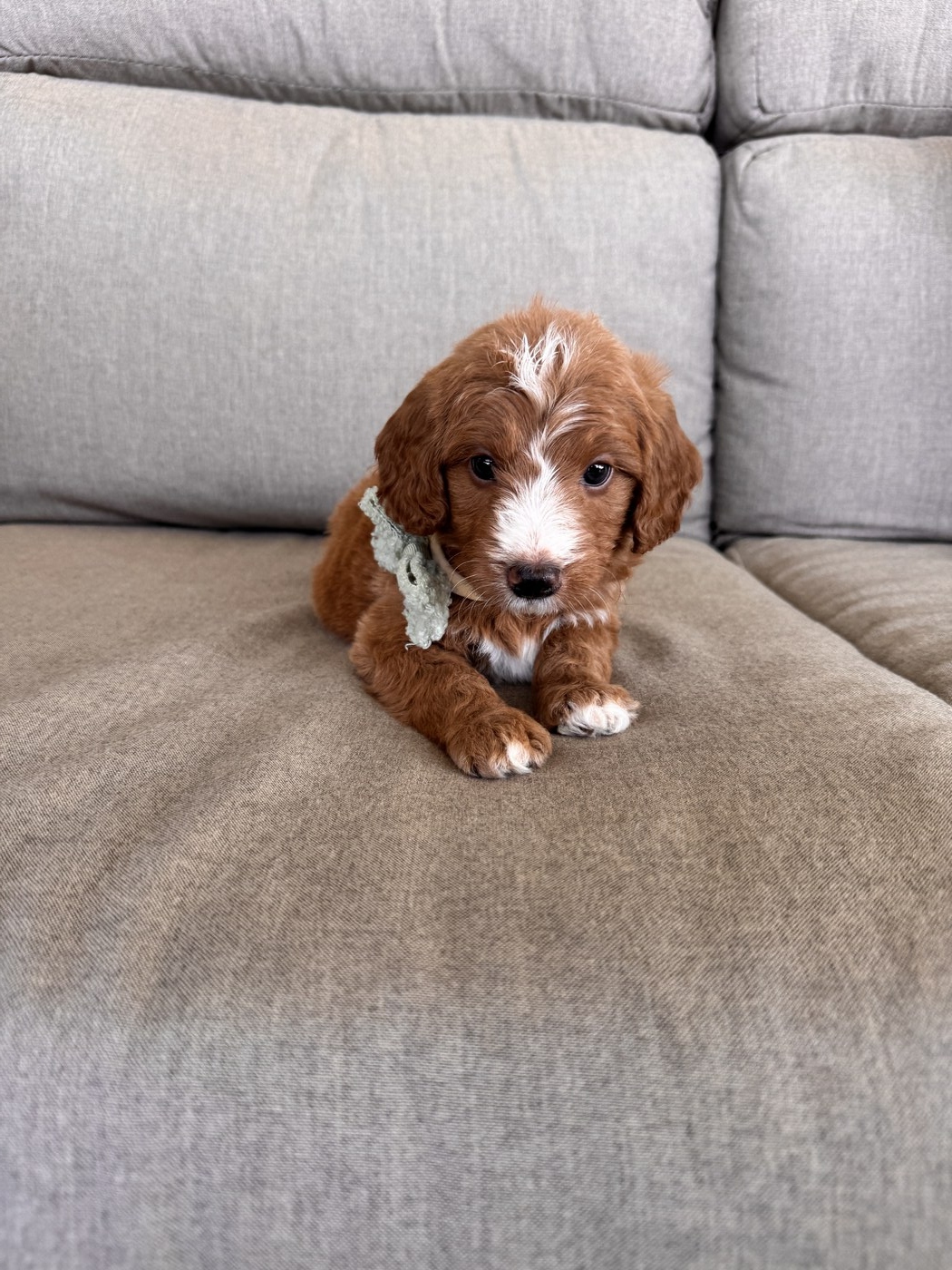 Serg - 6 weeks 