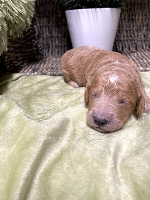 Meadow - 9 Days old (purple)