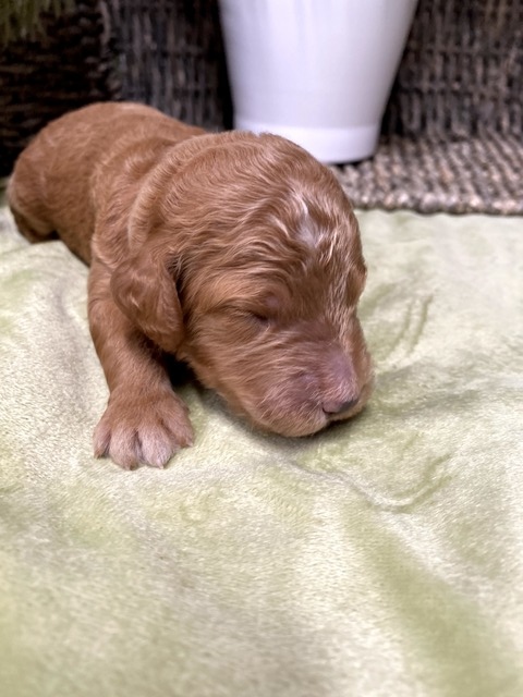 Daisy - 9 days old (gray collar)