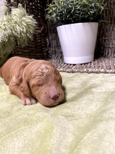 Daisy - 9 days old (gray collar)