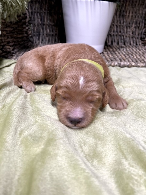 Gabby - 9 day old (lime green collar)