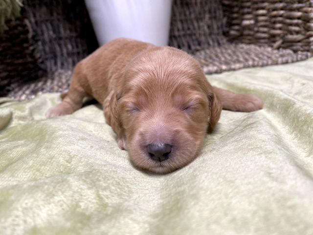 Zoey - 9 days old (orange collar)