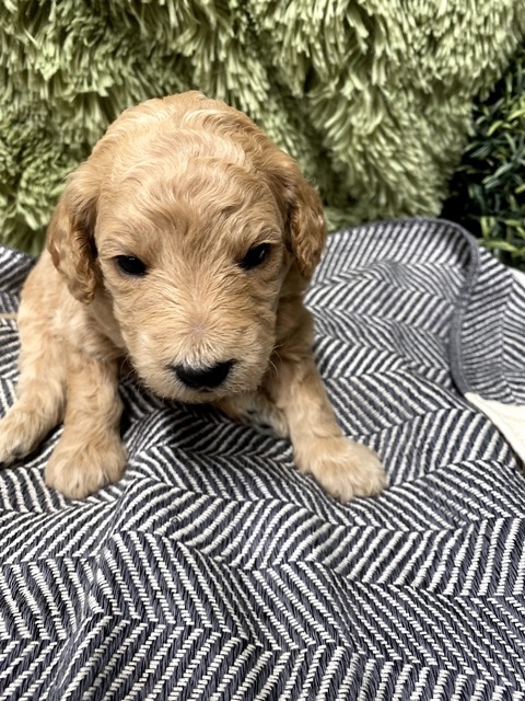 Brady - 3 wks - Black