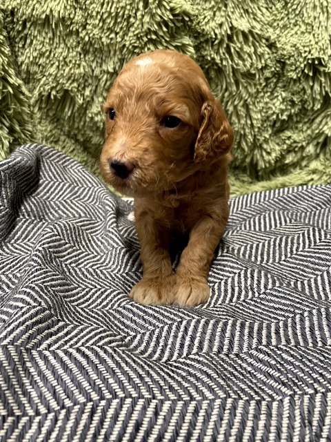 Daisy - 3 wks