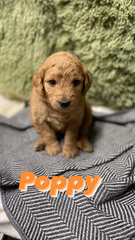 Poppy - 3 wks